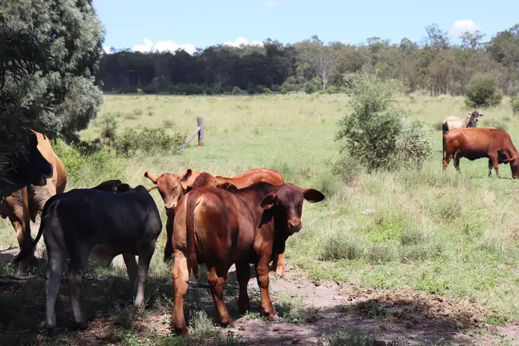 Third view of Homely rural property listing, 'Reece Park' 110 Greentree Lane, Beeron, Mundubbera QLD 4626