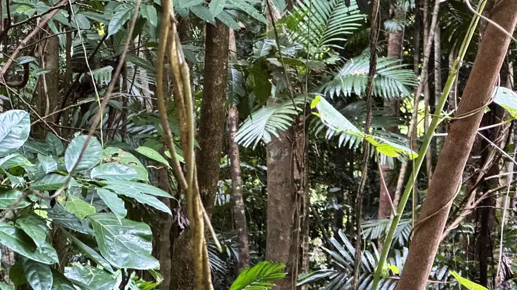 Seventh view of Homely land listing, 7 Bicton Close, Bingil Bay QLD 4852