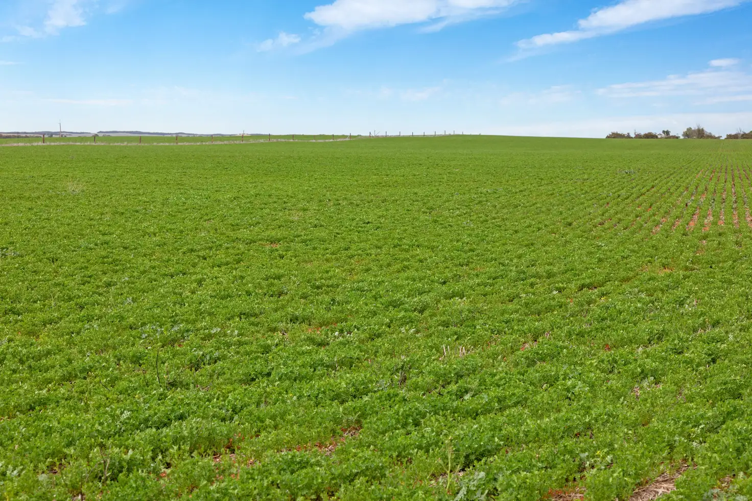 Main view of Homely rural property listing, 'Huxtables' Pilchera Bore Road, Borrika SA 5309