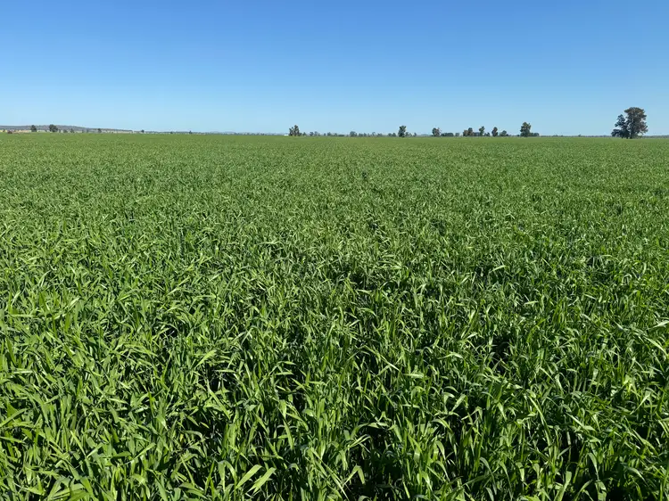 Main view of Homely rural property listing, 762 Cornells Road, Condobolin NSW 2877