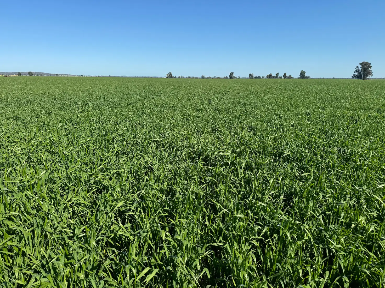 Main view of Homely rural property listing, 762 Cornells Road, Condobolin NSW 2877