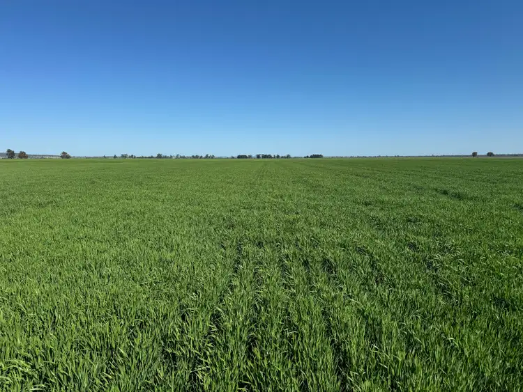 Second view of Homely rural property listing, 762 Cornells Road, Condobolin NSW 2877