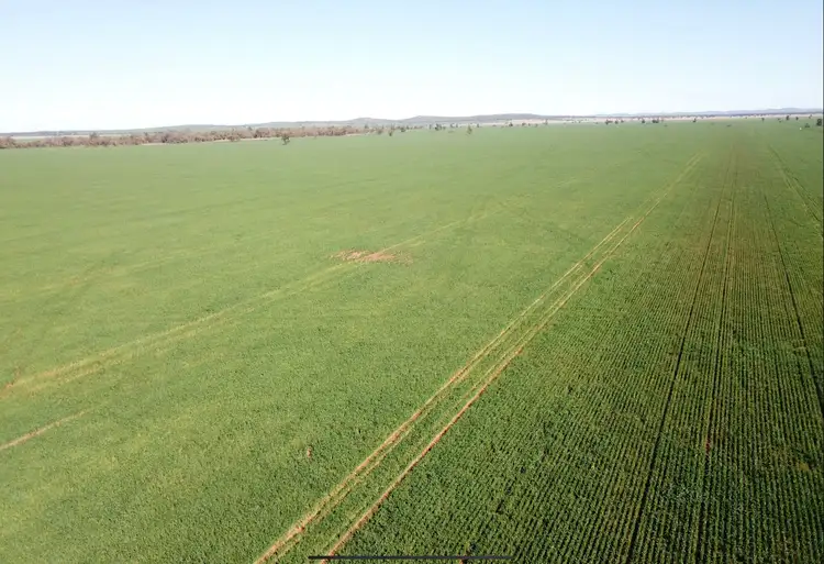 Seventh view of Homely rural property listing, 762 Cornells Road, Condobolin NSW 2877