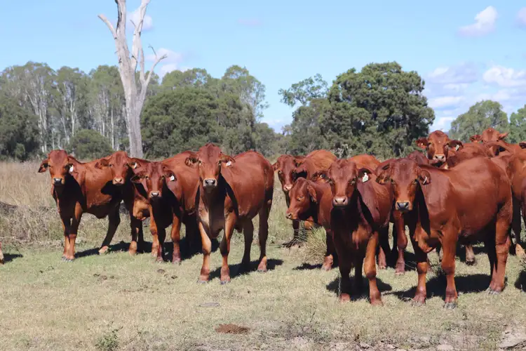 Second view of Homely rural property listing, 789 Coppin Road, Mungungo QLD 4630