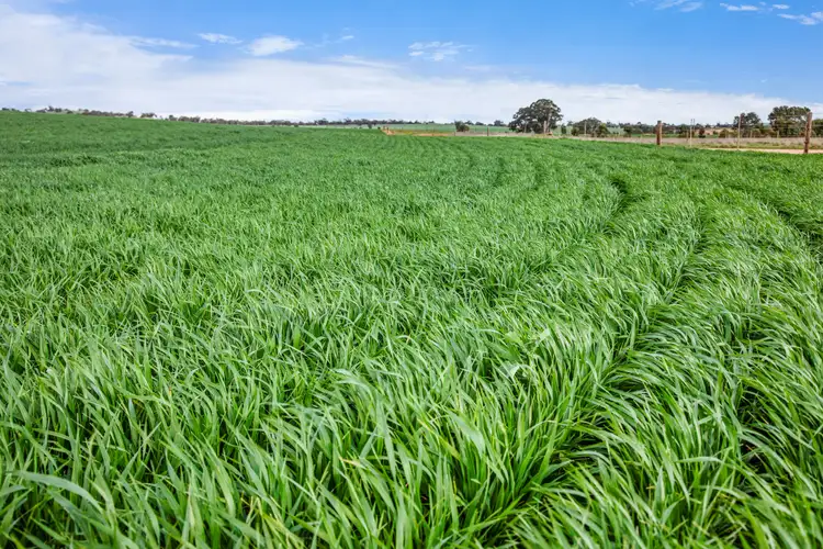 'McKays' Martindale Road, Mintaro SA 5415
