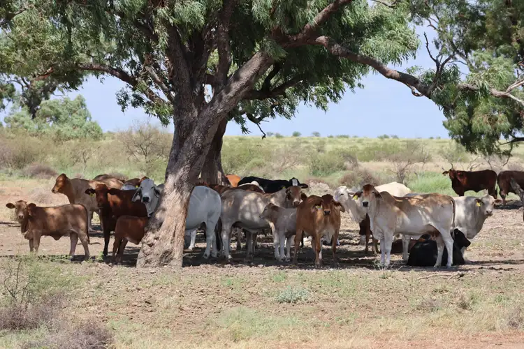 Second view of Homely rural property listing, 59203 Landsborough Highway, Longreach QLD 4730