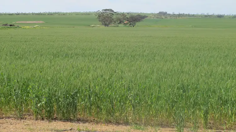 Carramar East