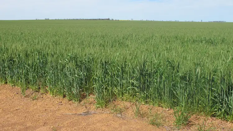 Sixth view of Homely rural property listing, Carramar East, Mullewa WA 6630