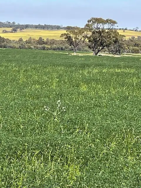 Main view of Homely rural property listing, Chesters Kalguddering East Road, Wongan Hills WA 6603