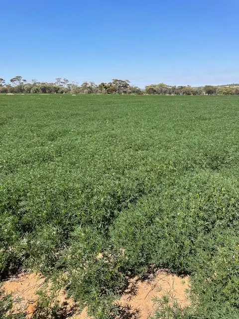 Third view of Homely rural property listing, Chesters Kalguddering East Road, Wongan Hills WA 6603