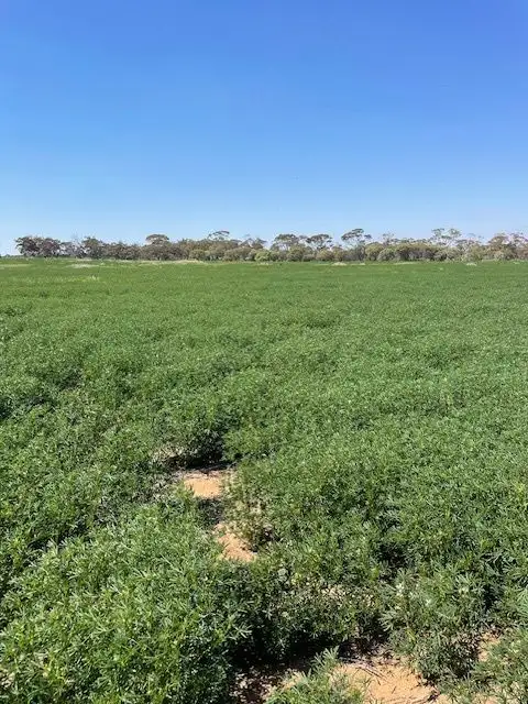 Fourth view of Homely rural property listing, Chesters Kalguddering East Road, Wongan Hills WA 6603