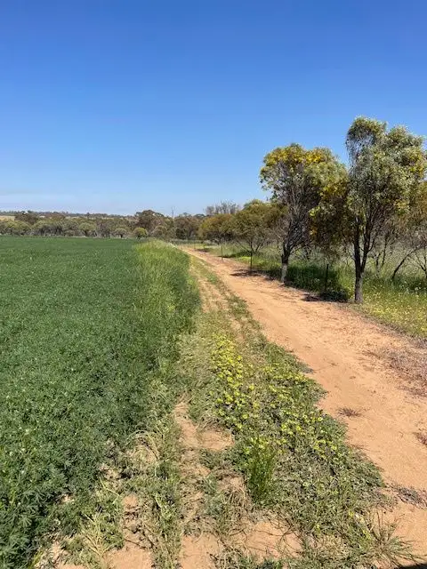 Fifth view of Homely rural property listing, Chesters Kalguddering East Road, Wongan Hills WA 6603