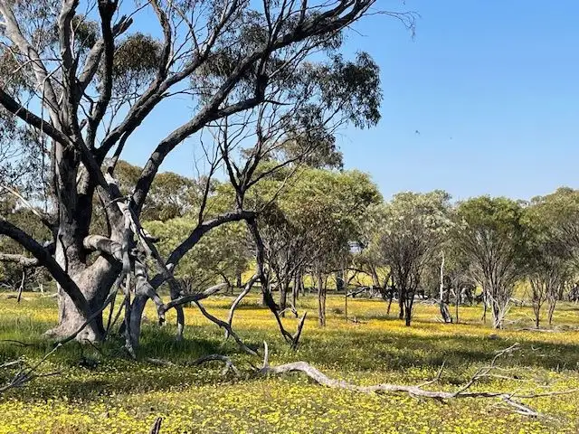 Seventh view of Homely rural property listing, Chesters Kalguddering East Road, Wongan Hills WA 6603