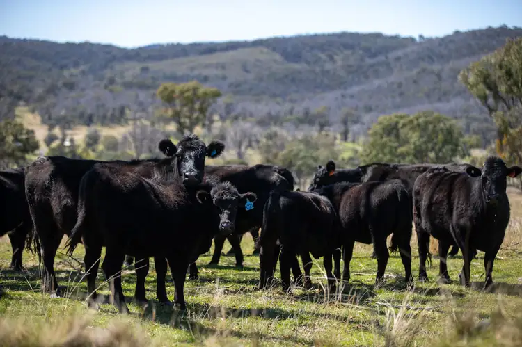 Second view of Homely rural property listing, 11853 New England Highway, Armidale NSW 2350