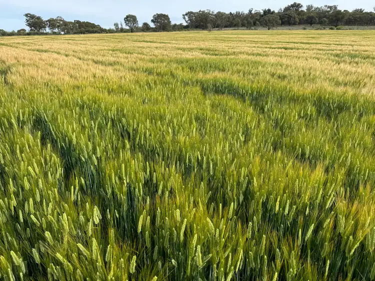 Fifth view of Homely rural property listing, 'Kaisar Hill' Fitzgerald Road, West Wyalong NSW 2671