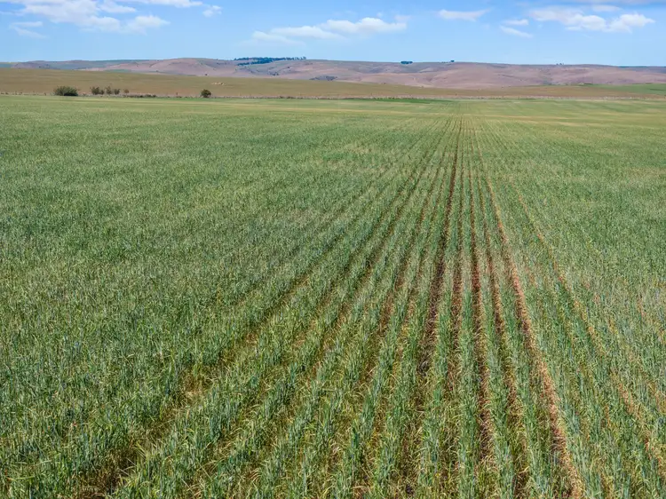 Sixth view of Homely rural property listing, 'Wurinya' Hansborough Road, Buchanan SA 5374