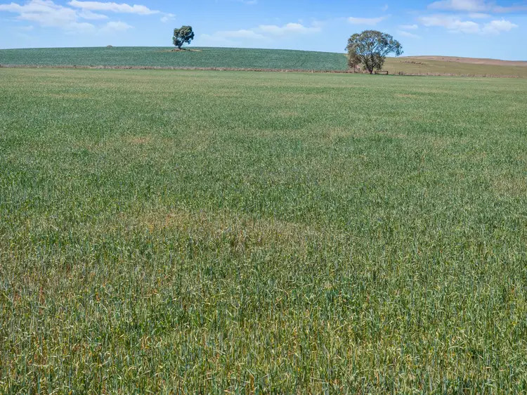 Seventh view of Homely rural property listing, 'Wurinya' Hansborough Road, Buchanan SA 5374