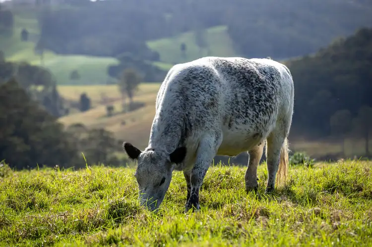 Fourth view of Homely rural property listing, 984 & 1100 Coramba Road, Megan NSW 2453