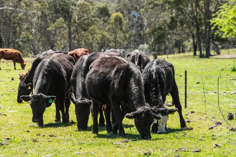 Third view of Homely rural property listing, 221 Hendrie Road, Upper Pilton QLD 4361