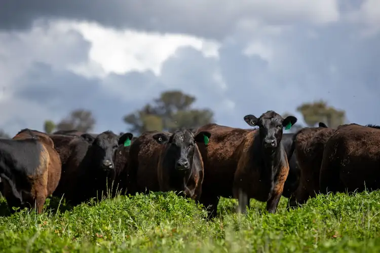 1546 Baldersleigh Road, Guyra NSW 2365