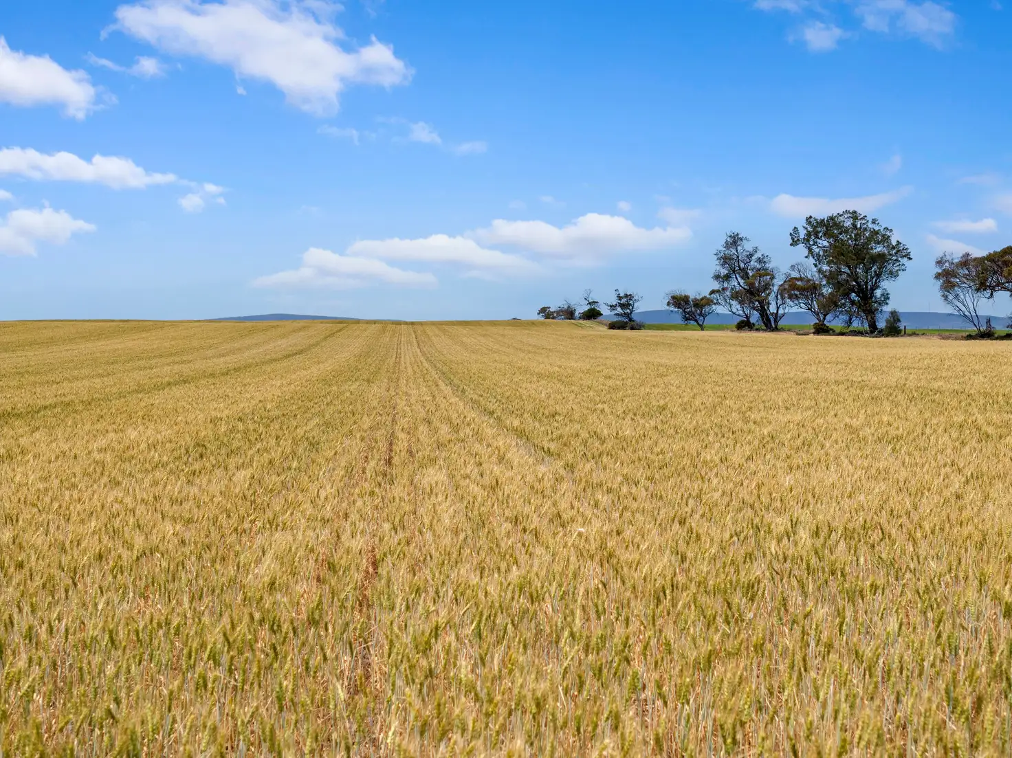 Main view of Homely rural property listing, 'The Block' Fletchers Road, Port Broughton SA 5522