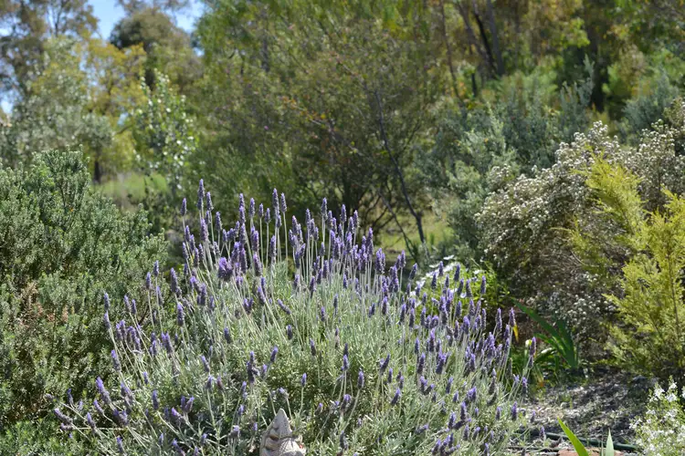 Seventh view of Homely rural property listing, 20 Kurrajong Road, Coonabarabran NSW 2357