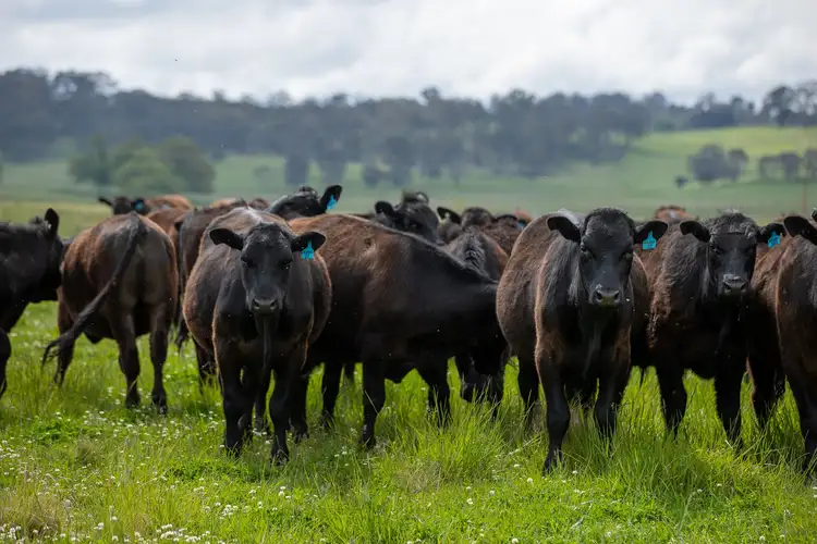 Second view of Homely rural property listing, 75 Blush Road, Guyra NSW 2365