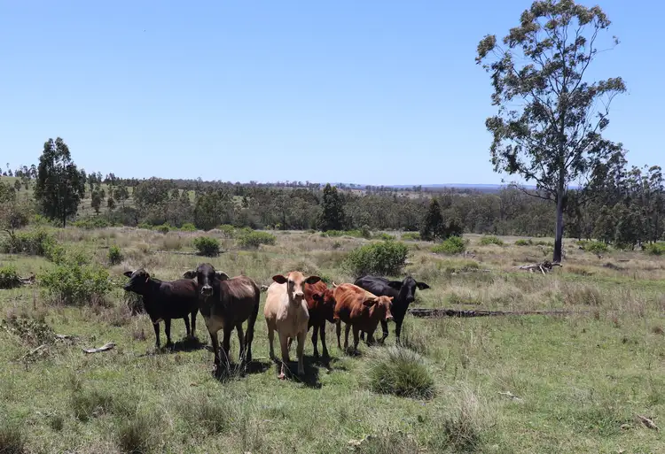 Fourth view of Homely rural property listing, 1377 Dangore Mountain Road, Dangore QLD 4610