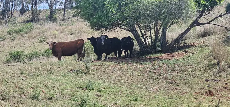 Sixth view of Homely rural property listing, 0 New England Highway, Thornville QLD 4352