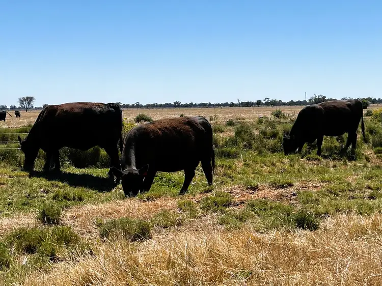 Third view of Homely rural property listing, 8499 Murray Valley Highway, Kerang East VIC 3579