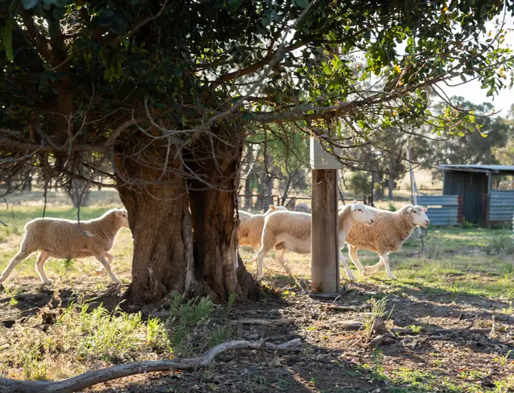 Sixth view of Homely rural property listing, "Creekview" Newell Highway, Alectown NSW 2870