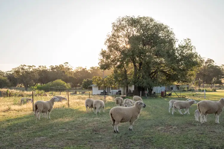 Seventh view of Homely rural property listing, "Creekview" Newell Highway, Alectown NSW 2870