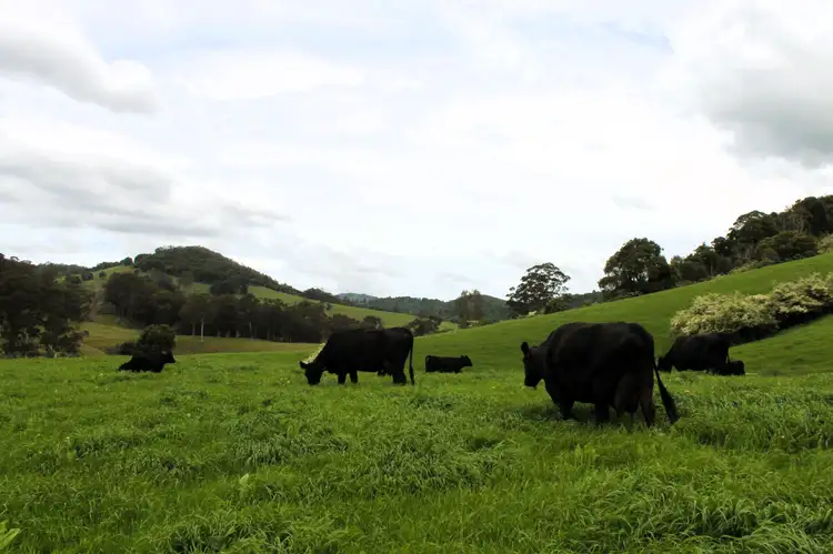Fourth view of Homely rural property listing, 1378 Coramba Road, Dorrigo NSW 2453