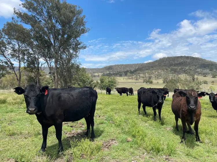 Fourth view of Homely rural property listing, 1719 Pilton Valley Road, Clifton QLD 4361