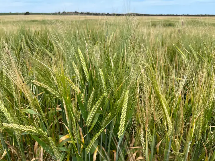 Fifth view of Homely rural property listing, 2117 Senior Road, Senior SA 5268