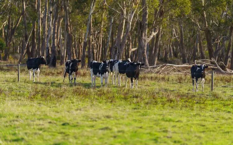 Seventh view of Homely rural property listing, 1075 Ayresford Road, Ecklin South VIC 3265
