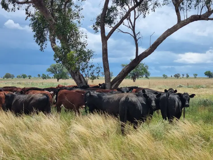 Fourth view of Homely rural property listing, 'Glenkerry' 492 Eremeran Road, Condobolin NSW 2877