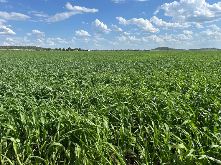 Seventh view of Homely rural property listing, 601 Woodview School Road, Aubigny QLD 4401