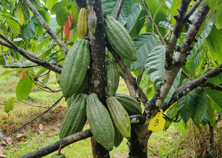 Fourth view of Homely rural property listing, Address available on request