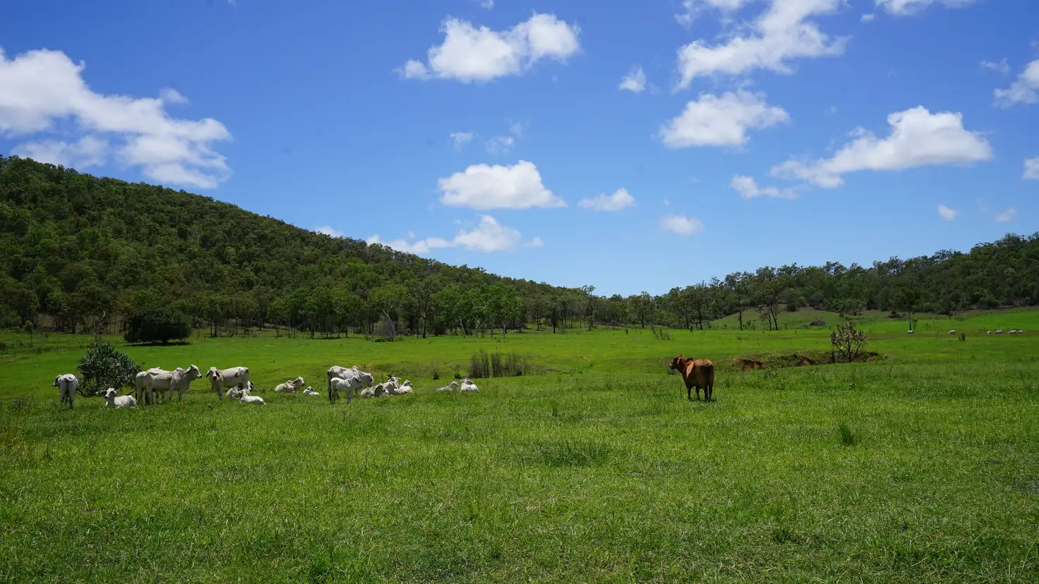 Main view of Homely rural property listing, 426 Spring Valley Road, St Lawrence QLD 4707