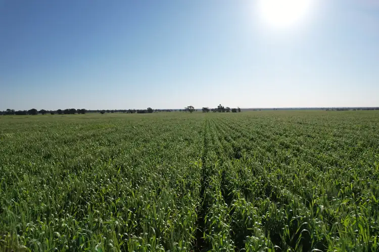 Third view of Homely rural property listing, 1 Lisgar Lane, Tullamore NSW 2874