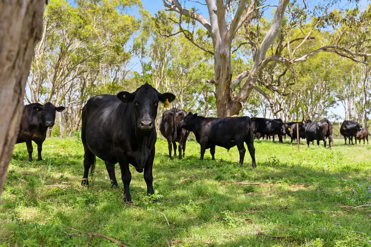 Fifth view of Homely rural property listing, Lot 129 & 130 Firth Road, Geham QLD 4352
