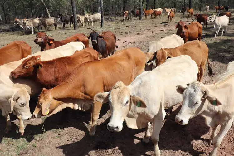Third view of Homely rural property listing, Lot 17 Greentree Road, Beeron, Mundubbera QLD 4626