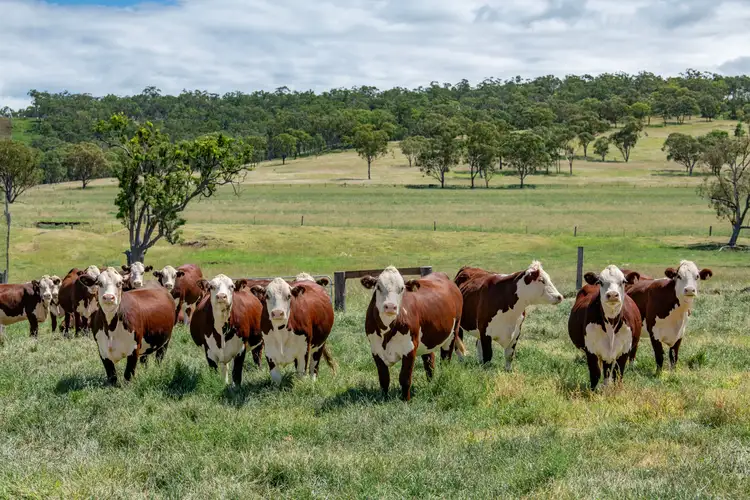 Third view of Homely rural property listing, 865 Upper Spring Creek Road, Spring Creek QLD 4361