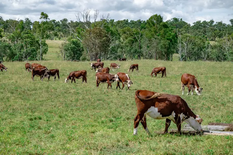 Fourth view of Homely rural property listing, 865 Upper Spring Creek Road, Spring Creek QLD 4361