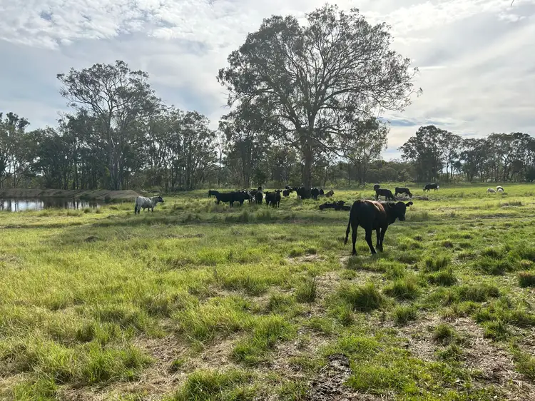 Second view of Homely rural property listing, 2087 Rabbit Fence Road, Palgrave QLD 4374