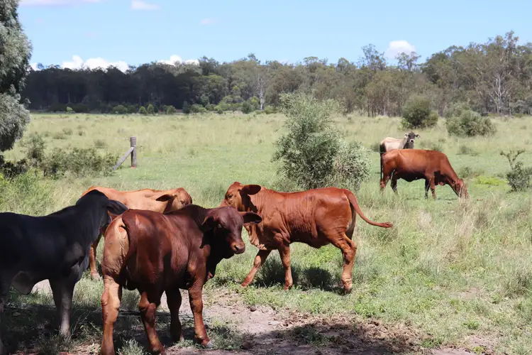 Fourth view of Homely rural property listing, Lot 18 & 19/110 Greentree Lane, Beeron, Mundubbera QLD 4626