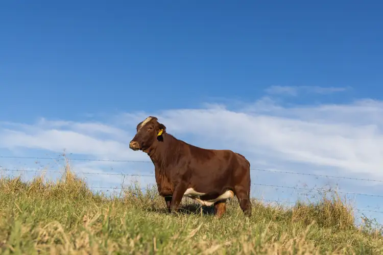 Seventh view of Homely land listing, LOT 1 1197 Tuchekoi Road, Tuchekoi QLD 4570