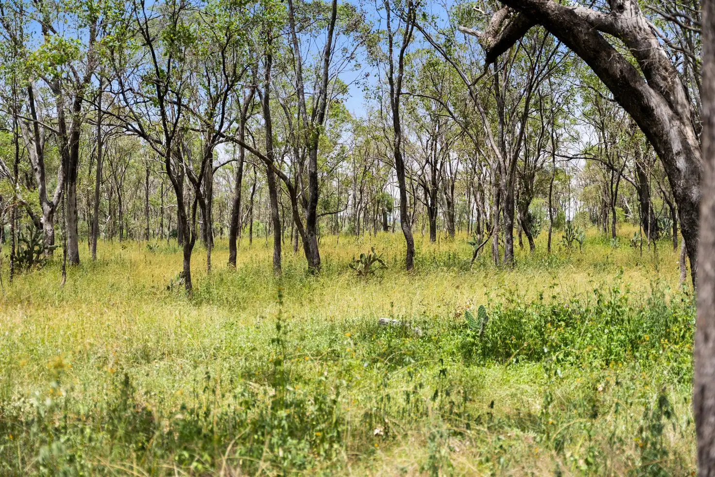 Main view of Homely rural property listing, "Keheler Park" Lot89 Springate Lane, Pratten QLD 4370