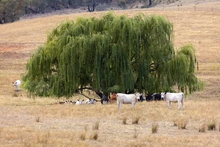 Third view of Homely rural property listing, 197 Stewarts Road, Oberne Creek NSW 2650